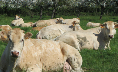 Gaec Leroyer à Domfront : vache